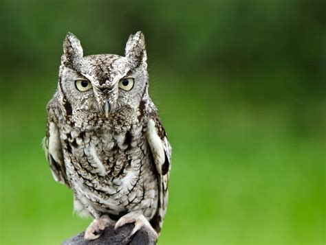 8 Species Of Owl In Pennsylvania Bird Advisors