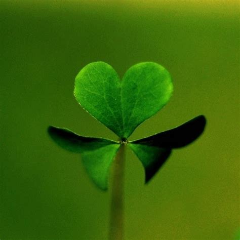 Natures Art Natures Heart Save Our Green