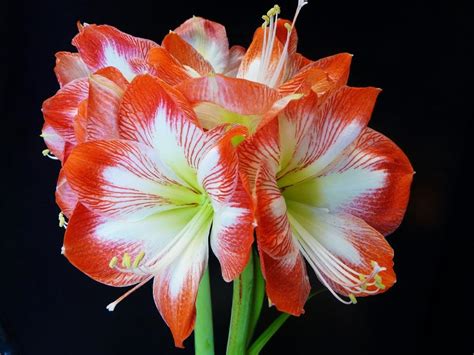 Amaryllis Plant Care And Collection Of Varieties