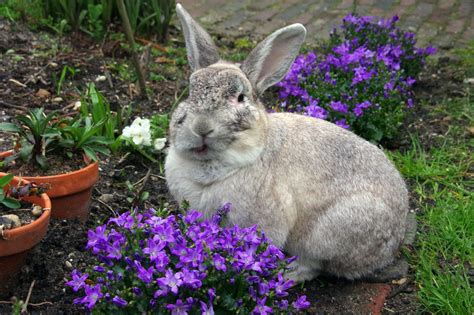 Facts About Rabbits That Are So Unspeakably Adorable