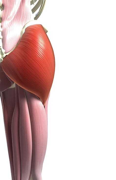 Gluteus Maximus Photograph By