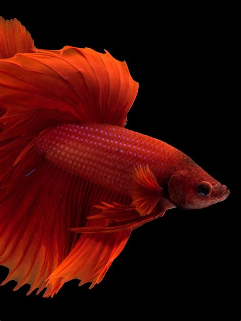 Types Of Siamese Fighting Fish With Pictures