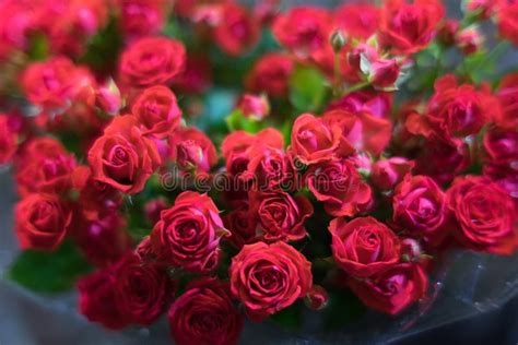 In A Huge Bouquet A Lot Of Red Roses Stock Image Image Of Donbasnn