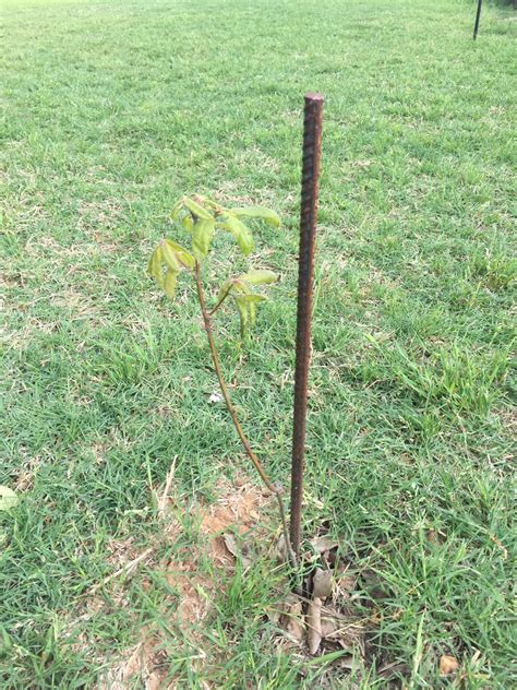 Understanding And Planting Oak Trees Mossy Oak