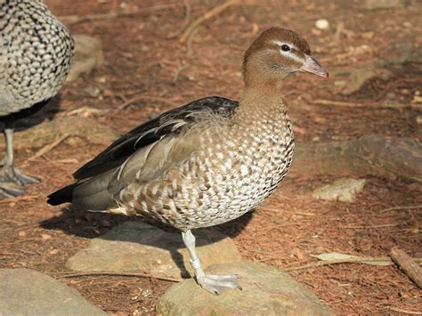 Australian Wood Duck Alexandria Zoo