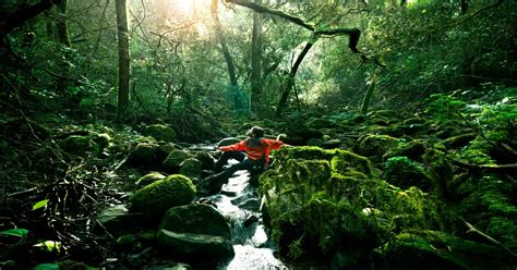 Rainforest Hike Tips All You Need To Know
