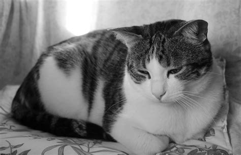 Black And White Tabby Cat