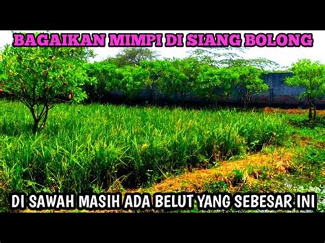mimpi mancing belut