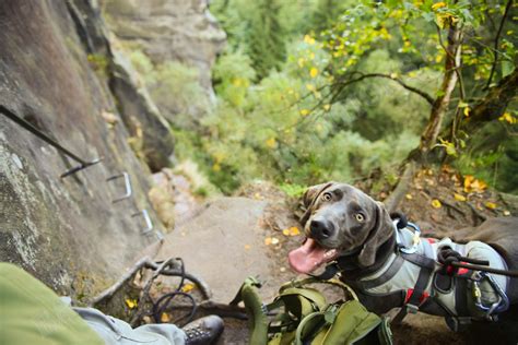 Unterwegs Mit Hund Backcountry Expeditions