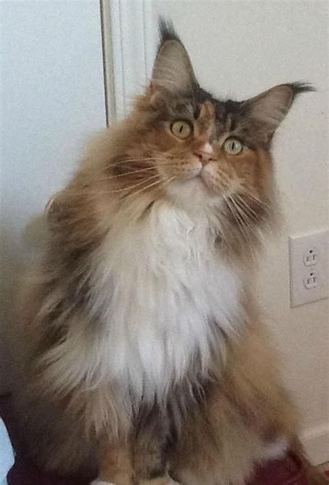 Maine Coon Cat Mainecoonguide Com Where To Find Maine Coon