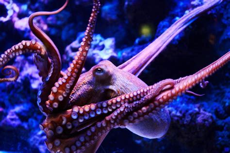 Octopus Wallpaper Download In High Resolution Free New Wallpapers