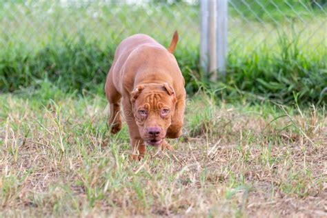 Three Month Old Pitbull Puppy A Big Perfect Young Brown Pitbull