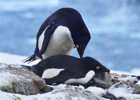 Adélie Penguins Penguin Pedia