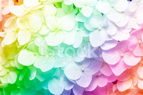 Rainbow Flowers Background Stock Photo Royalty Free Freeimages