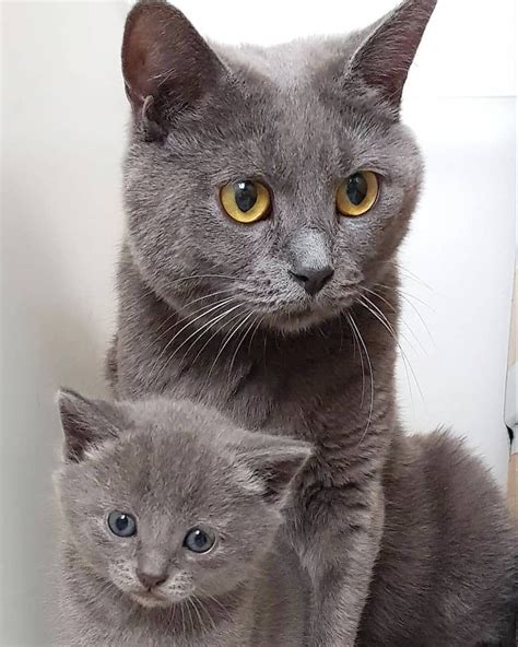 Chartreux Cats On Instagram Two Generations Of Chartreux 🐈 Chartreux