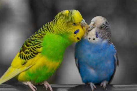 طيور الحب البادجي