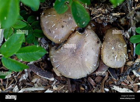 Mushrooms Growing In The Garden Surrounded By Green Plants And Mulch