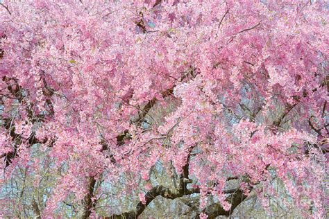 Cherry Blossom Mosaic I Photograph By Regina Geoghan Fine Art America