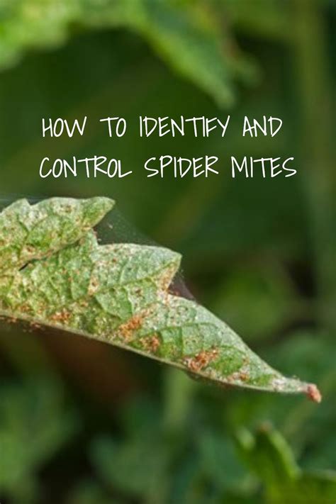 Sometimes called webspinning mites, these pests are particularly pesky because of their ability to double their population every couple of weeks. Spider Mites in the Garden in 2020 | Spider mites, Mites ...