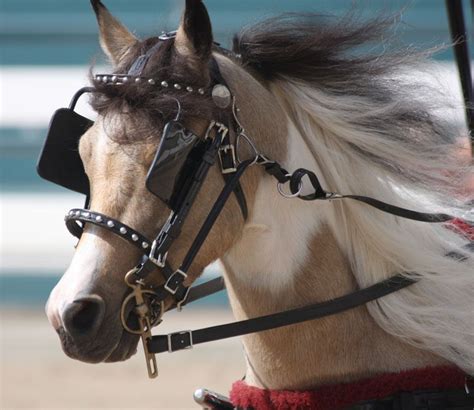 Blinders Beautiful Horses Horses Animals