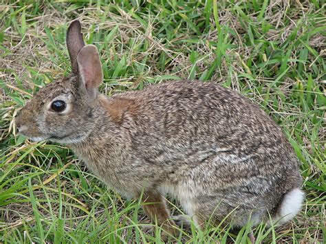 Wild Rabbits Wabbitwiki