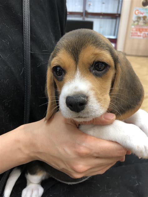 Beagle puppy : aww