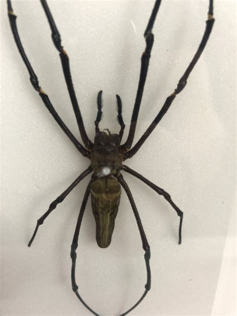Pictures Of Wood Spiders Wolf Spider