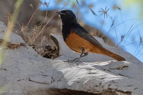 Gad Yaron Birds Photography Birds In Israel