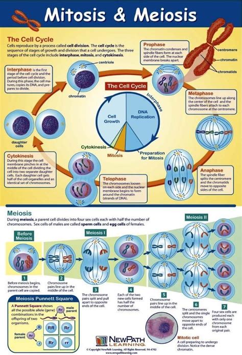 Mitosis And Meiosis Enseñanza Biología Estudiar Biologia Clase De