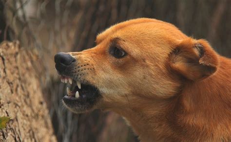 Investigan 5 Estados Por Perros Con Rabia Importados En Eu