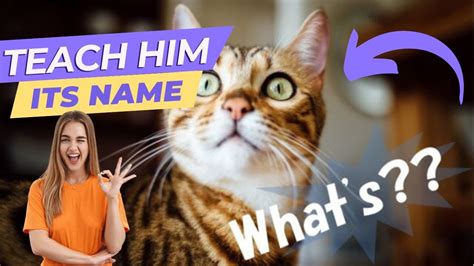 How To Teach A Cat Its Name Step By Step Youtube