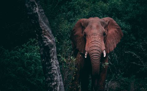 Download Wallpaper 2560x1600 Elephant Forest Wildlife Dark