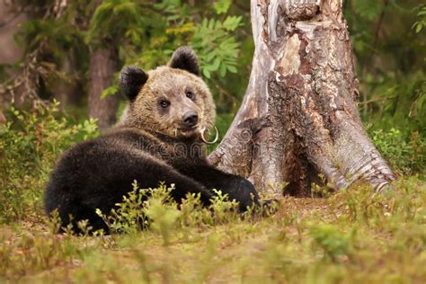 Cute Little Brown Bear Cub Stock Image Image Of Green