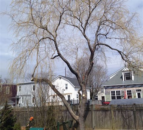 Weeping Willow After Tree Pruning Solid Tree Care