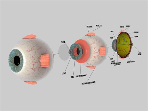 Human Eye Cross Section Eyeball 3d Model Cgtrader