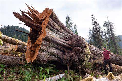 Oldest Tree In The World Cut Down