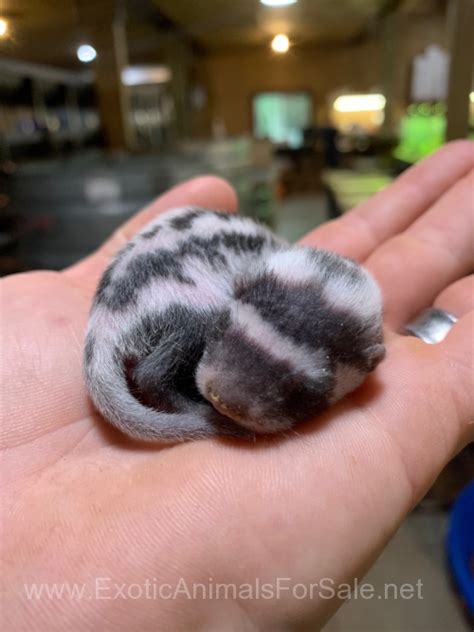 baby striped weasel captive bred  sale