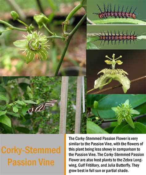 Corky Stemmed Passion Vine Club Care Of Florida