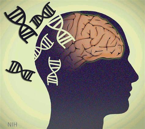 Exploring The Complex Genetics Of Schizophrenia Nih Directors Blog