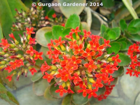 Gurgaon Gardener Red Flower Plants For Your Garden