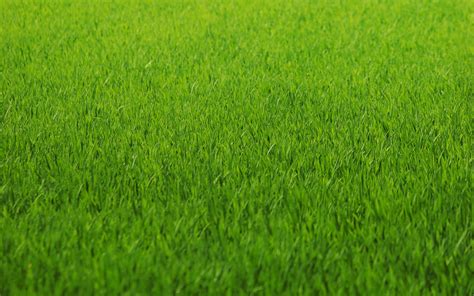 Grass Wallpapers Hd Pixelstalknet