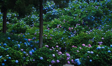 22 Hydrangea Garden Wallpapers Wallpapersafari