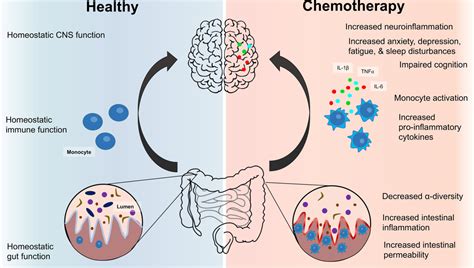 Gut Microbiota‐immune‐brain Interactions In Chemotherapy‐associated
