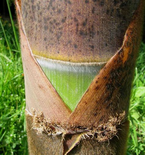 Transplanting a bamboo planter at bamboo garden. Bamboo Garden Nursery