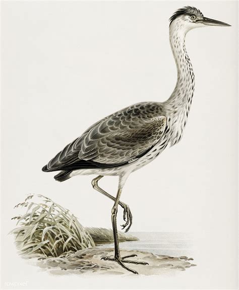 Download Premium Illustration Of Gray Heron Ardea Cinerea Illustrated