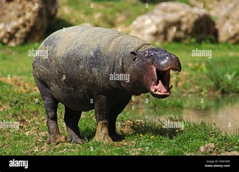 Pygmy Hippopotamus Choeropsis Liberiensis Adult Yawning Stock Photo