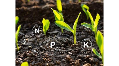 Considerations For Corn N Management Under Dry Conditions Morning Ag