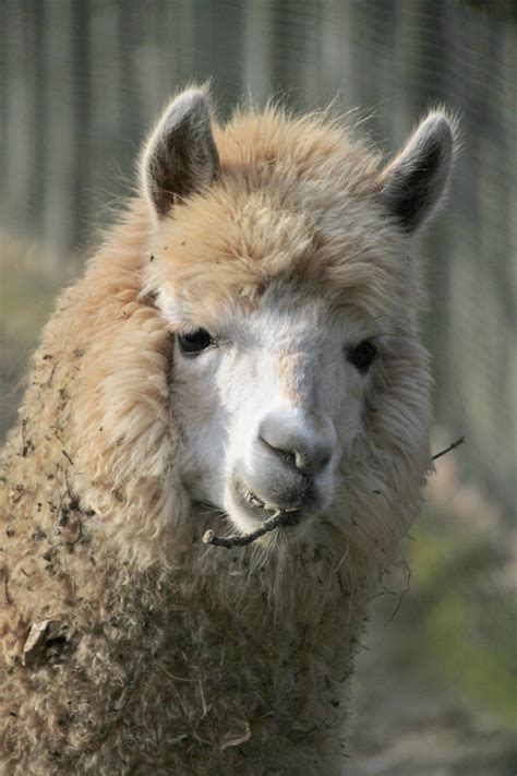 Free Photo Lama Animal Camel Wild Free Download Jooinn