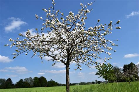 Fotos Gratis árbol Rama Cielo Florecer Primavera Produce