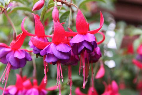 We did not find results for: 25+ Plants and Flowers that Start with "F"